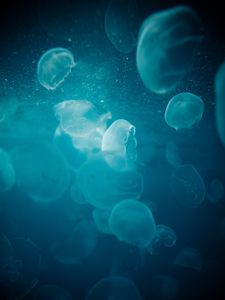 Preview wallpaper jellyfish, water, underwater, glow, blue, macro