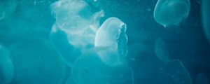 Preview wallpaper jellyfish, water, underwater, glow, blue, macro