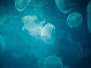 Preview wallpaper jellyfish, water, underwater, glow, blue, macro