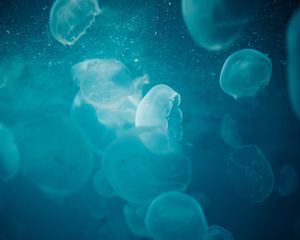 Preview wallpaper jellyfish, water, underwater, glow, blue, macro