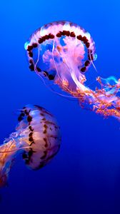 Preview wallpaper jellyfish, water, underwater