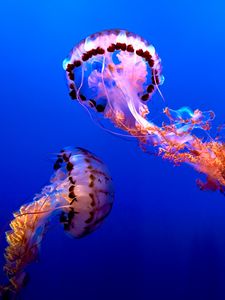 Preview wallpaper jellyfish, water, underwater