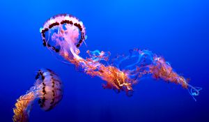 Preview wallpaper jellyfish, water, underwater