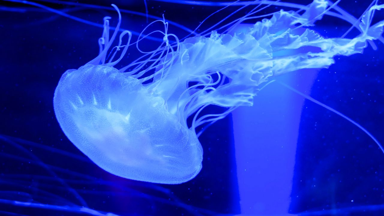 Wallpaper jellyfish, water, underwater, blue