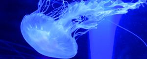 Preview wallpaper jellyfish, water, underwater, blue