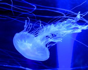 Preview wallpaper jellyfish, water, underwater, blue