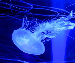 Preview wallpaper jellyfish, water, underwater, blue