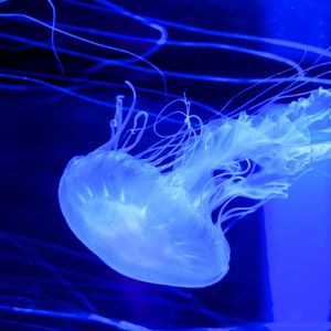 Preview wallpaper jellyfish, water, underwater, blue