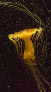 Preview wallpaper jellyfish, water, underwater, macro, yellow
