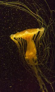 Preview wallpaper jellyfish, water, underwater, macro, yellow