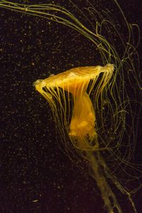 Preview wallpaper jellyfish, water, underwater, macro, yellow