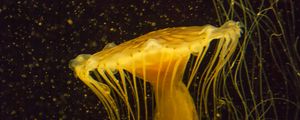 Preview wallpaper jellyfish, water, underwater, macro, yellow