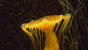 Preview wallpaper jellyfish, water, underwater, macro, yellow