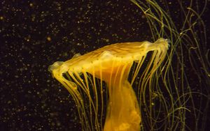 Preview wallpaper jellyfish, water, underwater, macro, yellow