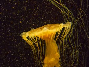 Preview wallpaper jellyfish, water, underwater, macro, yellow