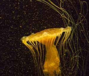 Preview wallpaper jellyfish, water, underwater, macro, yellow