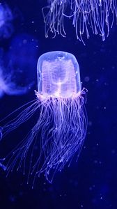 Preview wallpaper jellyfish, water, underwater, blue, macro