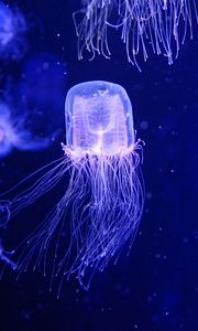 Preview wallpaper jellyfish, water, underwater, blue, macro