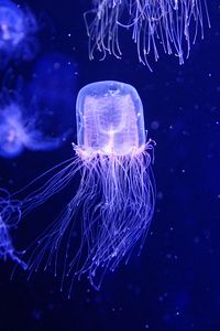 Preview wallpaper jellyfish, water, underwater, blue, macro