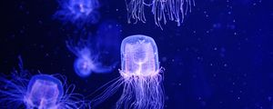 Preview wallpaper jellyfish, water, underwater, blue, macro