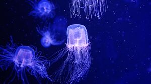 Preview wallpaper jellyfish, water, underwater, blue, macro