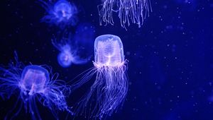 Preview wallpaper jellyfish, water, underwater, blue, macro