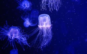 Preview wallpaper jellyfish, water, underwater, blue, macro