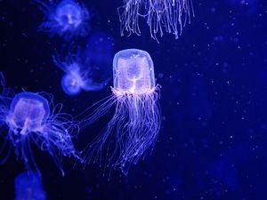 Preview wallpaper jellyfish, water, underwater, blue, macro