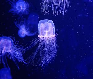 Preview wallpaper jellyfish, water, underwater, blue, macro