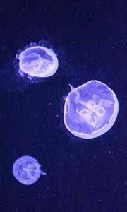 Preview wallpaper jellyfish, water, underwater, blue, bubbles