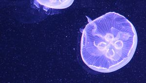 Preview wallpaper jellyfish, water, underwater, blue, bubbles