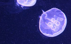 Preview wallpaper jellyfish, water, underwater, blue, bubbles