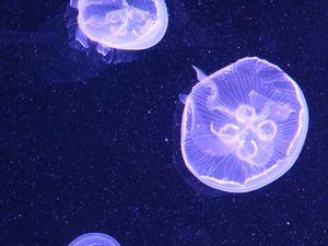 Preview wallpaper jellyfish, water, underwater, blue, bubbles