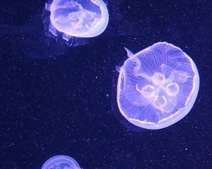 Preview wallpaper jellyfish, water, underwater, blue, bubbles