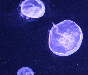 Preview wallpaper jellyfish, water, underwater, blue, bubbles