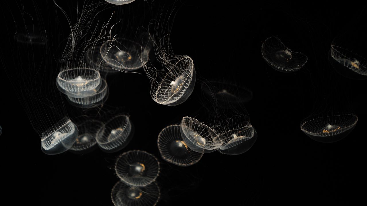 Wallpaper jellyfish, white, transparent, creatures, sea