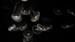 Preview wallpaper jellyfish, white, transparent, creatures, sea