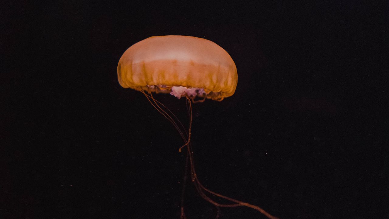 Wallpaper jellyfish, yellow, underwater world, dark, depth