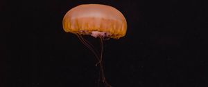 Preview wallpaper jellyfish, yellow, underwater world, dark, depth