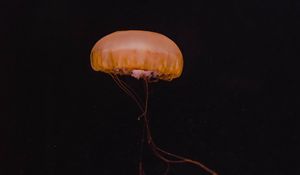Preview wallpaper jellyfish, yellow, underwater world, dark, depth