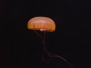 Preview wallpaper jellyfish, yellow, underwater world, dark, depth