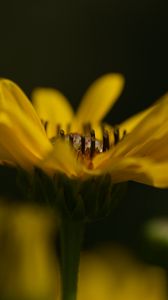 Preview wallpaper jerusalem artichoke, flower, petals, macro, blurred, yellow
