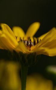 Preview wallpaper jerusalem artichoke, flower, petals, macro, blurred, yellow