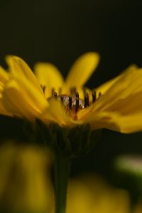 Preview wallpaper jerusalem artichoke, flower, petals, macro, blurred, yellow