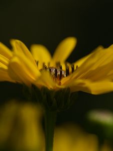 Preview wallpaper jerusalem artichoke, flower, petals, macro, blurred, yellow