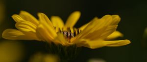 Preview wallpaper jerusalem artichoke, flower, petals, macro, blurred, yellow