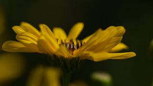 Preview wallpaper jerusalem artichoke, flower, petals, macro, blurred, yellow