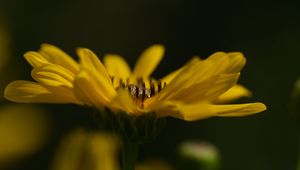 Preview wallpaper jerusalem artichoke, flower, petals, macro, blurred, yellow