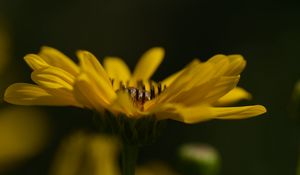 Preview wallpaper jerusalem artichoke, flower, petals, macro, blurred, yellow