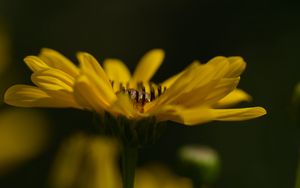 Preview wallpaper jerusalem artichoke, flower, petals, macro, blurred, yellow